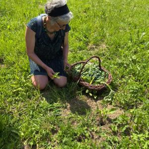 De la cueillette à l'assiette, dimanche 14/6 dès 15h